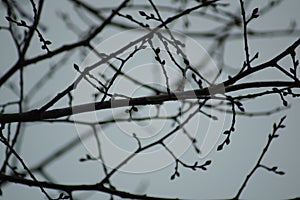 branched plane tree without foliage against clear blue sky