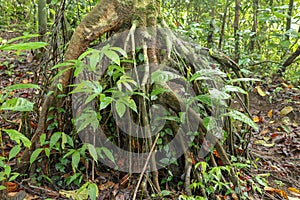Branched root system of a tropical tree in the rainforest. Roots protruding above the surface of the soil. Tropical vegetation