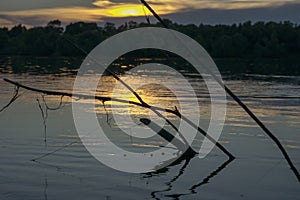 Branched snag on the river bank