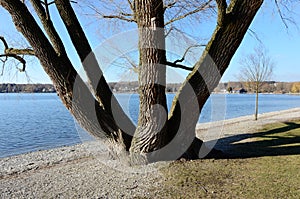 Branched tree at the lake 3