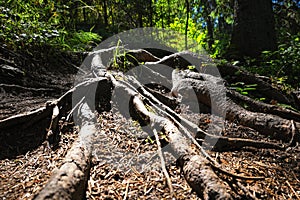 Branched tree roots view from below at sunset