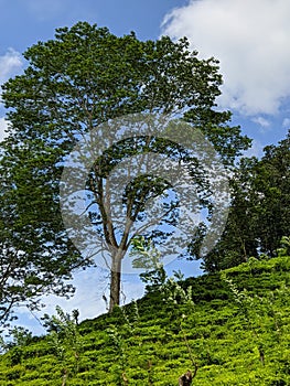 A branched tree in a sloping tea estate in Sri Lanka