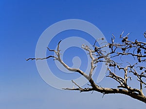 Branches