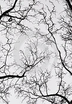 Branches