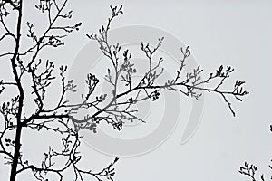 Branches photo