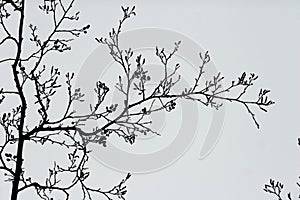 Branches