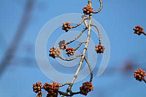 Branches of Acer saccharinum or Silver maple with flowers against blue sky