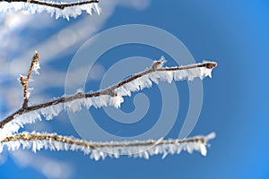 Branches adorned with frost crystals and ice formations