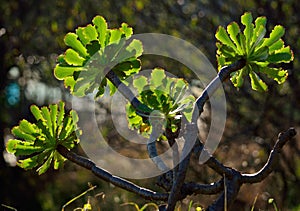 Branches of aeonium