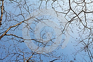 Branches against blue sky