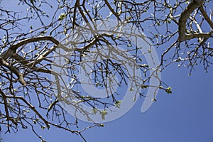 Branches against a blue sky, bright sunny day.