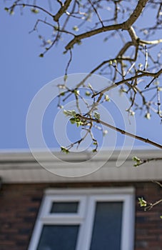 Branches against a blue sky, a house in the background.