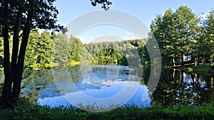 Branches of alder lean over the water of the lake. A forest stands on the grassy shore. Algae grow in the water and reflect the tr