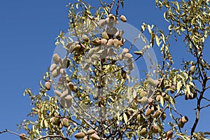 branches of the almond tree loaded with its fruits photo