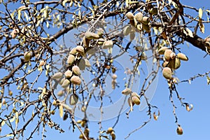 branches of the almond tree loaded with its fruits photo