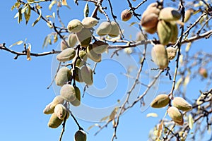 branches of the almond tree loaded with its fruits photo