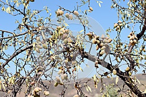 branches of the almond tree loaded with its fruits photo