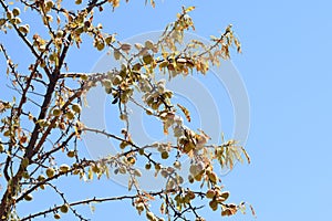 branches of the almond tree loaded with its fruits photo