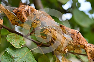 The branches of the aplle tree in the disease web. The leaves are affected by caterpillars