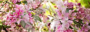 Branches of apple blossoming crab pink flowers. Apple blossom panorama wallpaper background banner