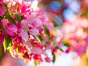 Branches of apple blossoming, pink flowers. Apple blossom panorama wallpaper background. Spring flowering garden fruit tree