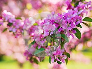 Branches of apple blossoming, pink flowers. Apple blossom panorama wallpaper background. Spring flowering garden fruit tree