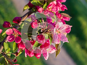 Branches of apple blossoming, pink flowers. Apple blossom panorama wallpaper background. Spring flowering garden fruit tree