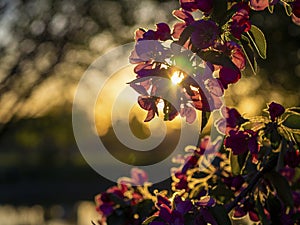 Branches of apple blossoming, pink flowers. Apple blossom panorama wallpaper background. Spring flowering garden fruit tree