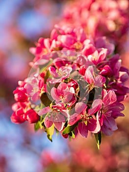 Branches of apple blossoming, pink flowers. Apple blossom panorama wallpaper background. Spring flowering garden fruit tree