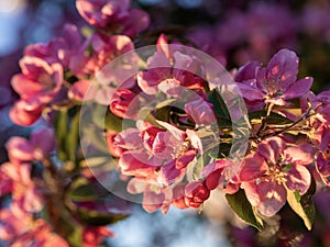 Branches of apple blossoming, pink flowers. Apple blossom panorama wallpaper background. Spring flowering garden fruit tree