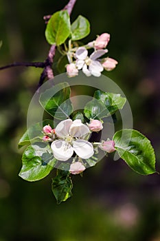 Branches with apple flowers bloom