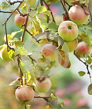 Branches of apple and ripe apples. Sunny summer evening