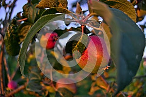 Branches of apple tree close up, ripe red fruits in sun light in summer during sunset