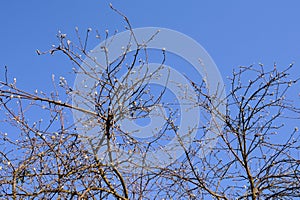 Branches of apple tree in front of blue sky at early spring