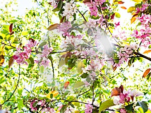 Branches of apple tree with pink flowers in garden