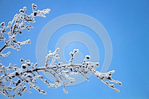 Branches of an apple tree with red apples covered with snow against a blue frosty sky, the concept of snowfall and cold weather.