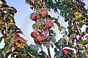 Branches of apple tree, ripe red fruits in sun light in summer during sunset