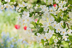 Branches of an apple tree in spring, white blossoms, blurry garden background