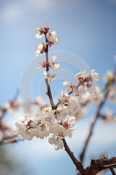 Branches of apple-tree with white flowers against a blue spring.