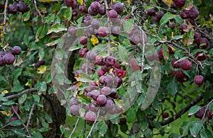 Branches of apple trees strewn with burgundy apples