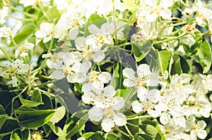 Branches of apple trees with white flowers/ Background from branches of apple trees with white flowers