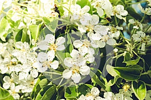 Branches of apple trees with white flowers/ Background from branches of apple trees with white flowers. Springtime