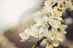 Branches of apple trees with white flowers on blue sky/Spring flowers. Background from branches of apple trees with white flowers