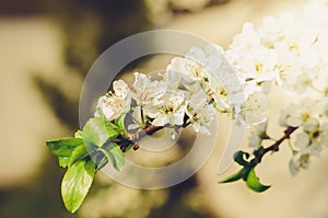 Branches of apple trees with white flowers/Spring flowers. Background from branches of apple trees with white flowers