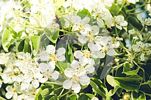 Branches of apple trees with white flowers/Spring flowers. Background from branches of apple trees with white flowers. Springtime