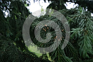 The branches ate cones. Nature. Christmas and New Year