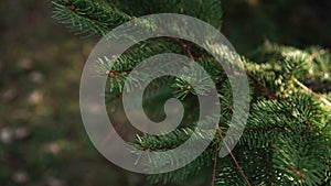 Branches ate with pine needles fallen on them in a coniferous forest