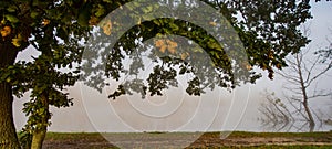 Branches and autumn foliage of an oak on the bank of the river o