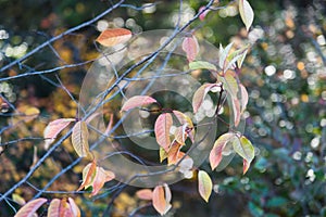 Branches with autumn leaves and sparkling sunlight full frame background