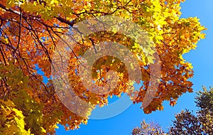 Branches of autumn maple tree with bright yellow foliage against blue sky background